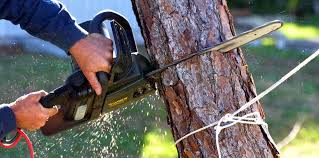 Best Tree Cabling and Bracing  in Conrad, MT