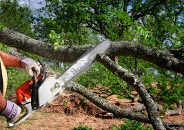 Professional Tree Removal in Conrad, MT